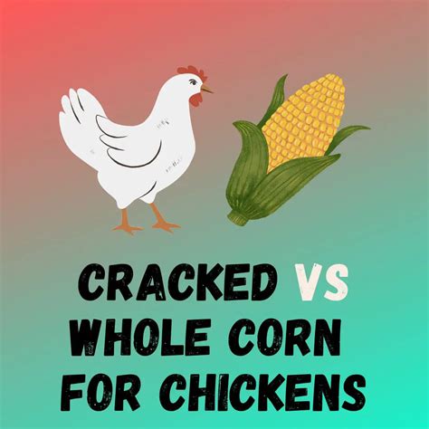 crack corn benefits|Whole Corn vs. Cracked .